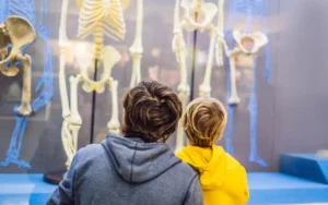 Father and Son Observing Ancient and Modern Human Skeletons - Illustrating Human Evolution